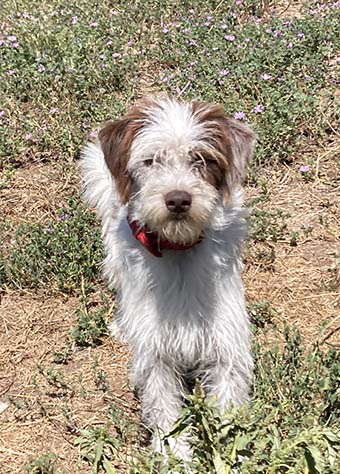 Isotta