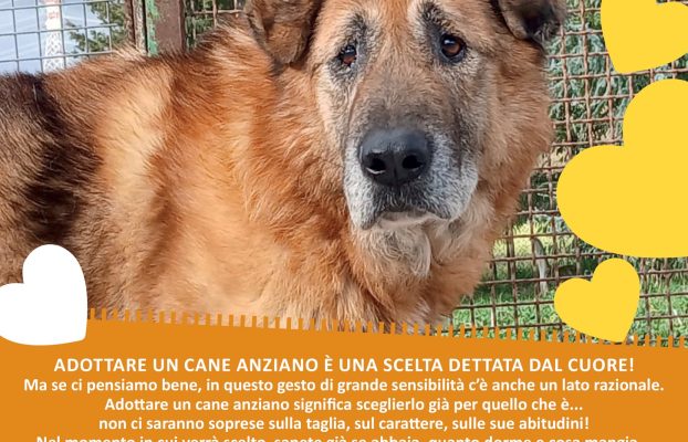 Campagna adozione cani anziani