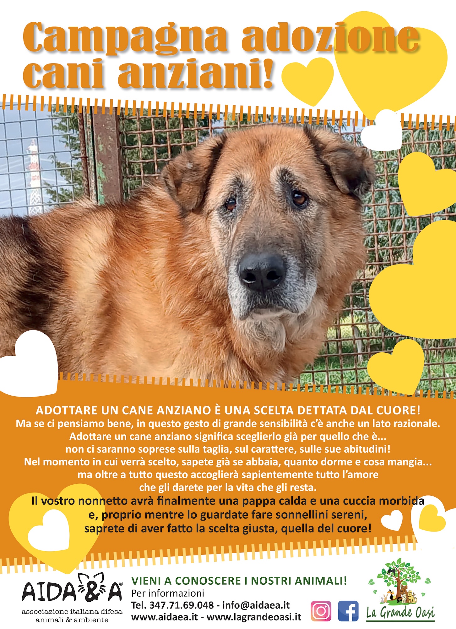 Campagna adozione cani anziani