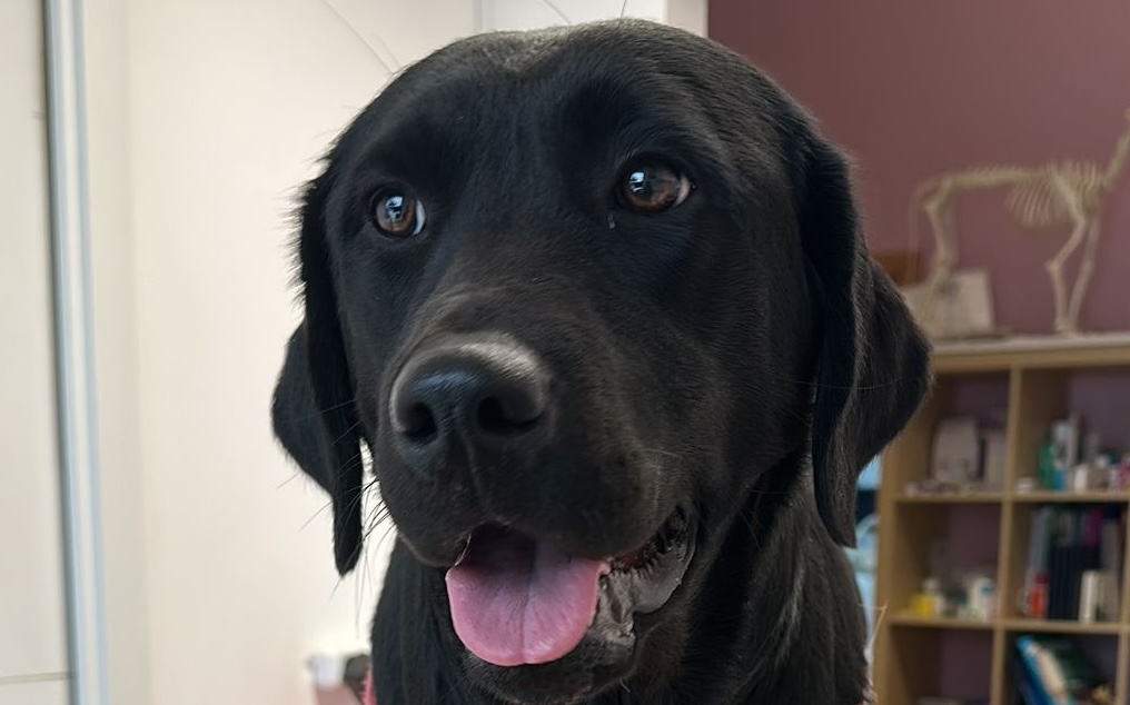 Luna