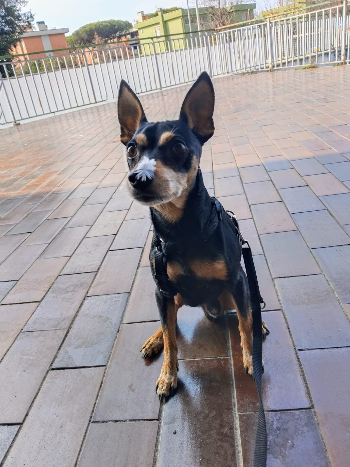 Meko