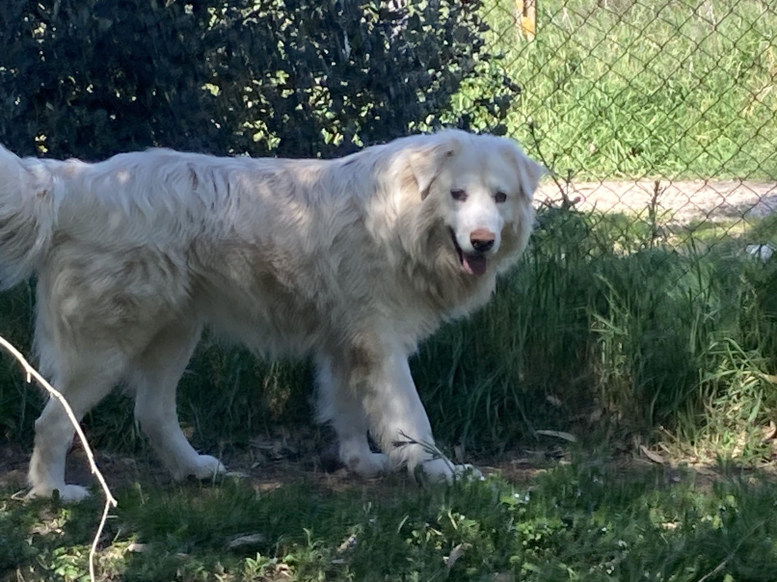 Achille