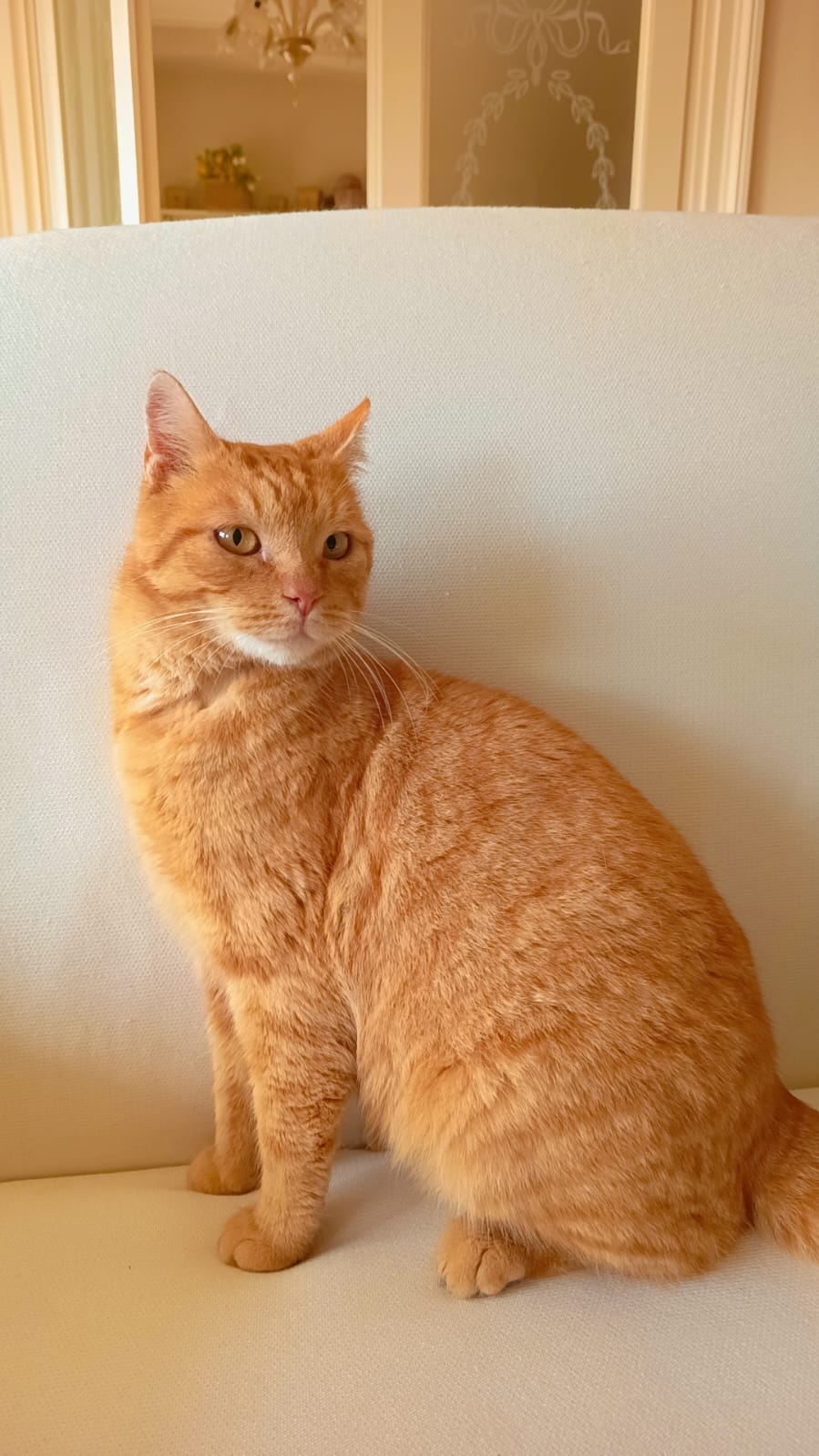 Teo