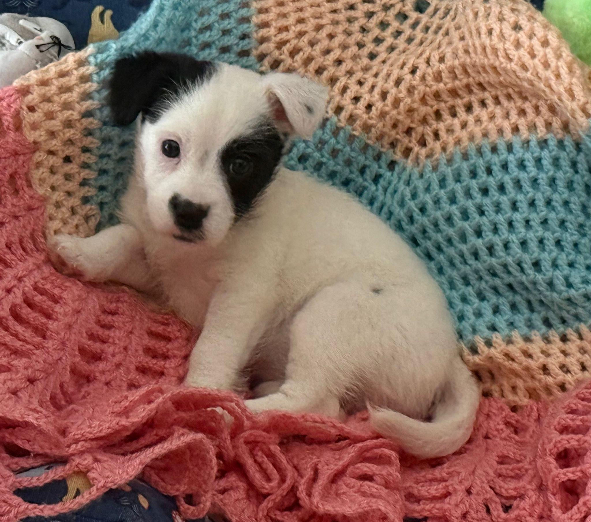 Stellina