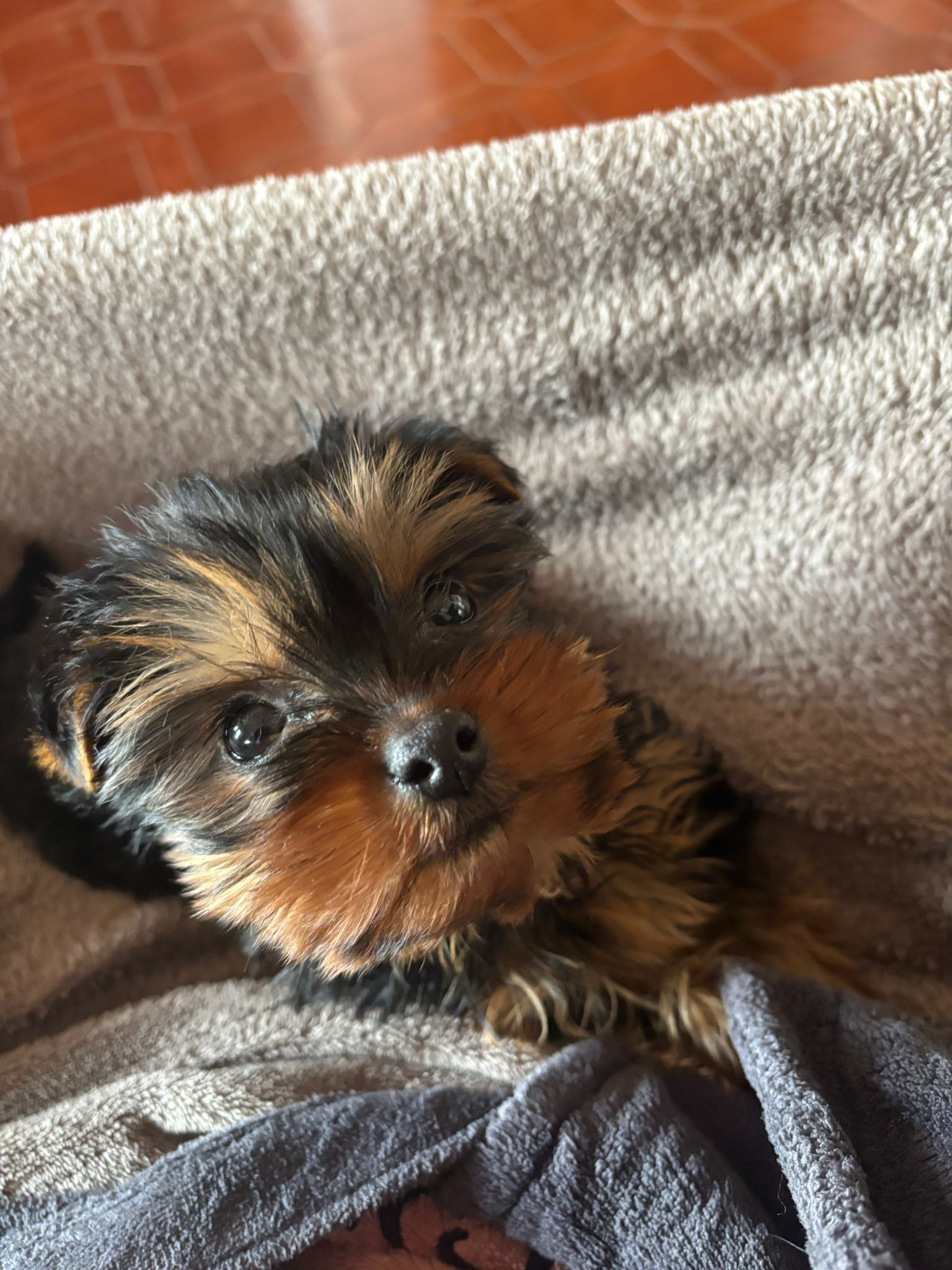 Cucciolo di yorkshire terrier