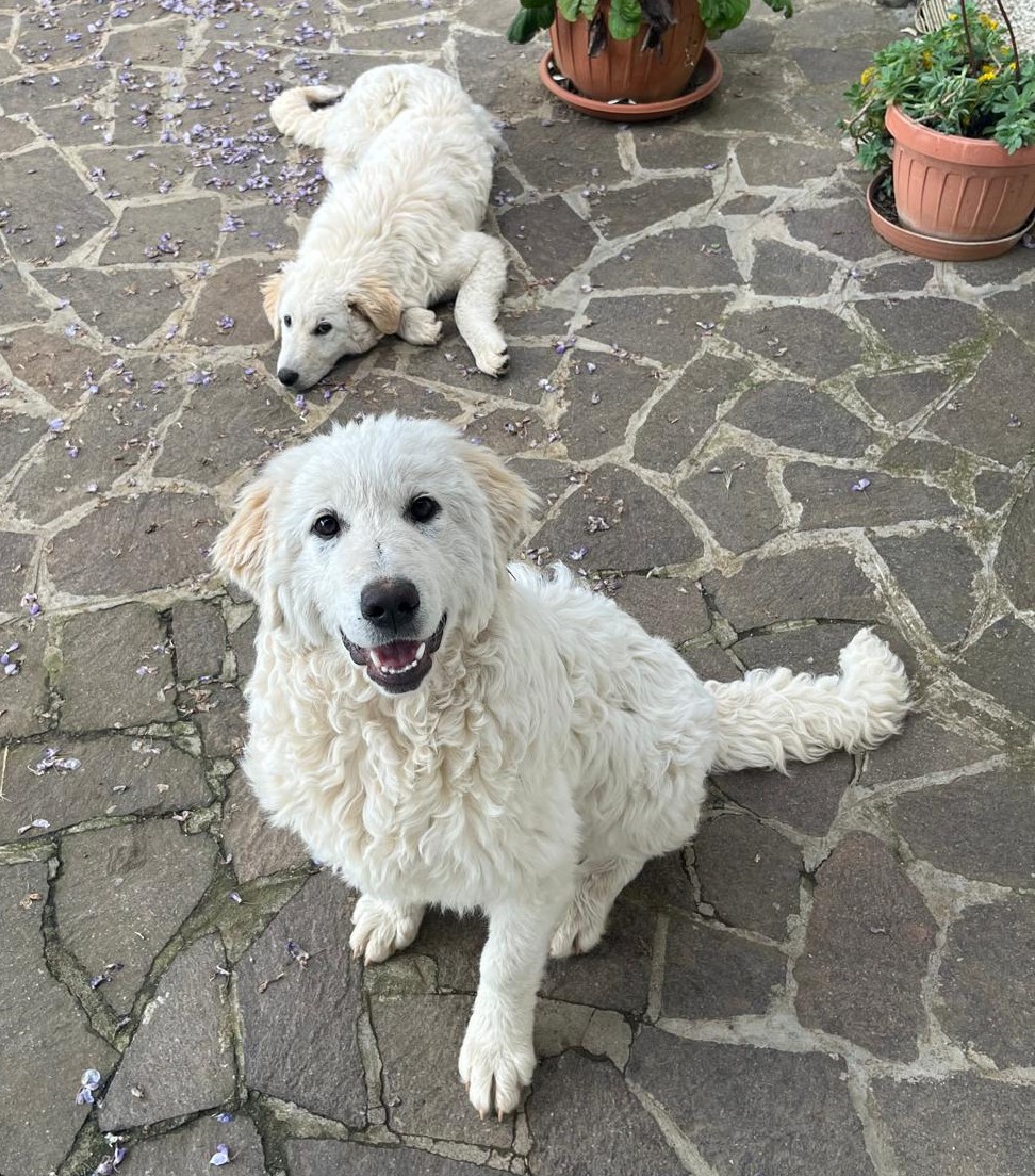 Elsa e Anna