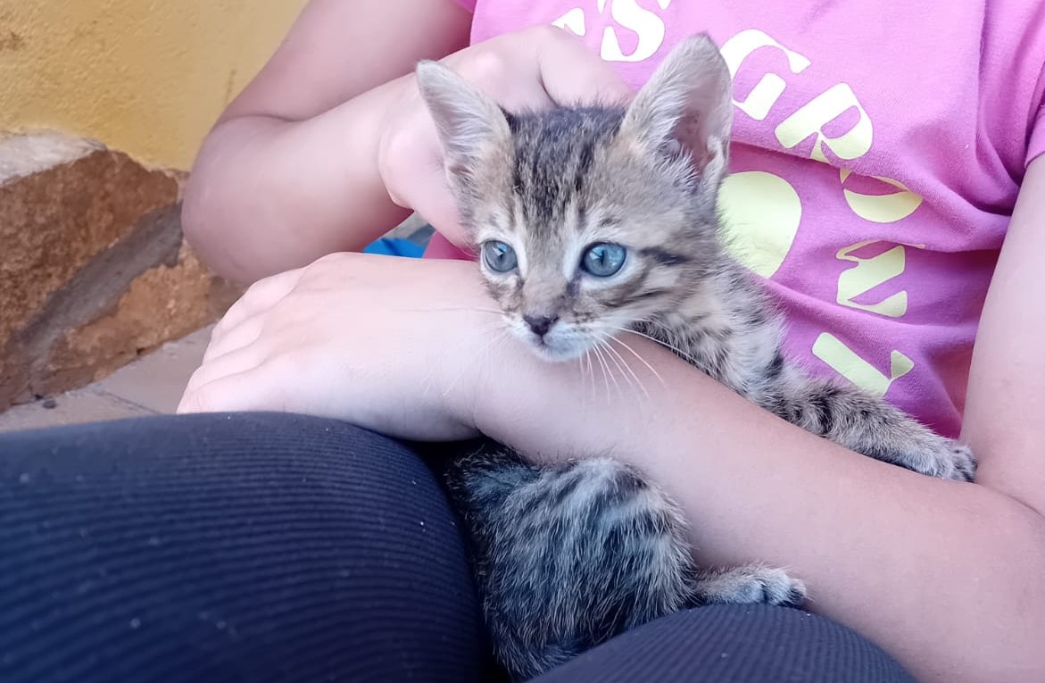 Batuffolo