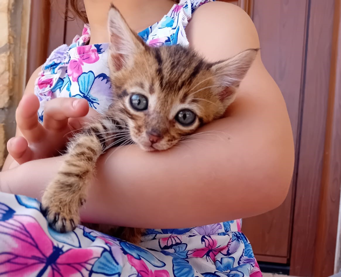 Pepito