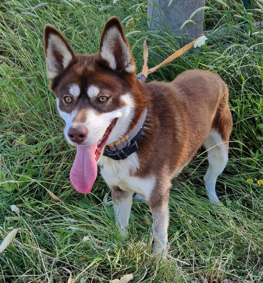 Milo