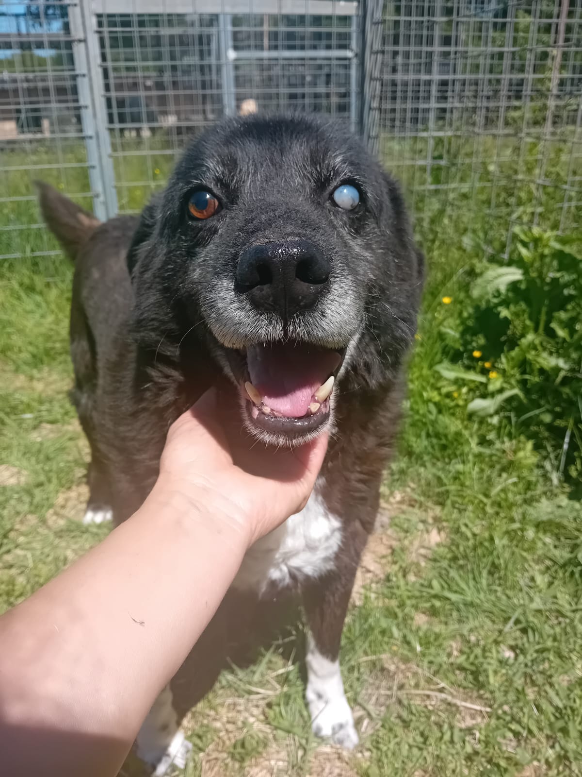 Skipper