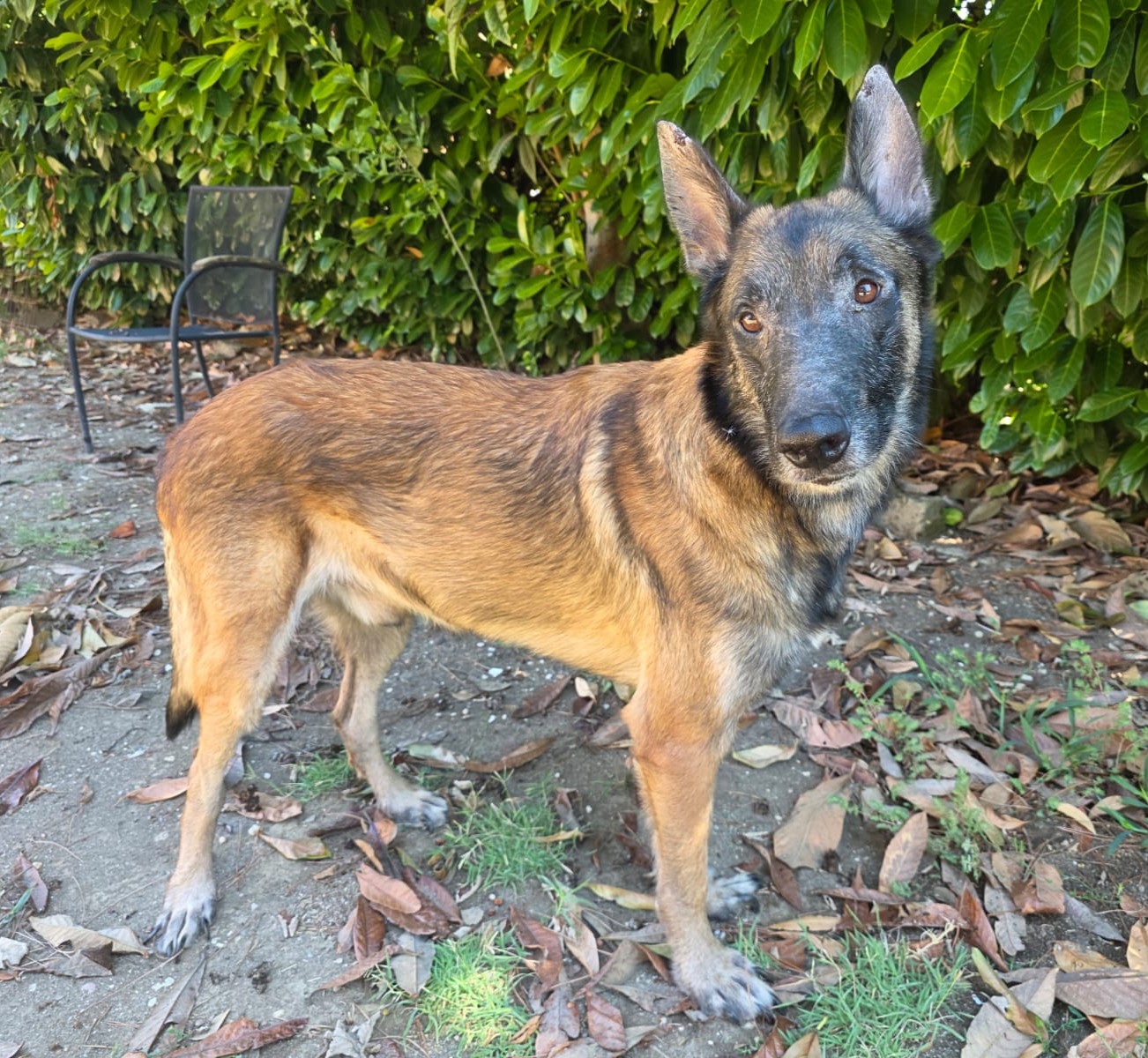 Ross malinois