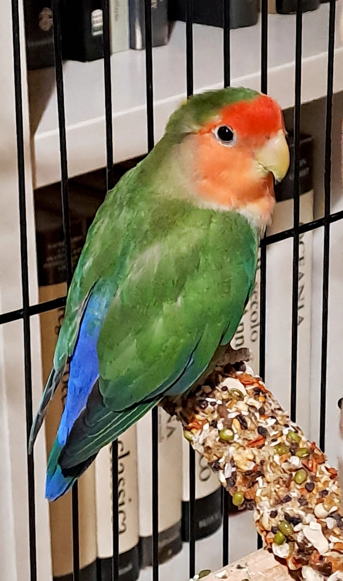 Pappagallini
